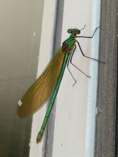 Calopteryx splendens